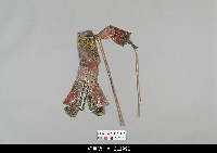 藏品(中國湖北皮影戲偶身)的圖片